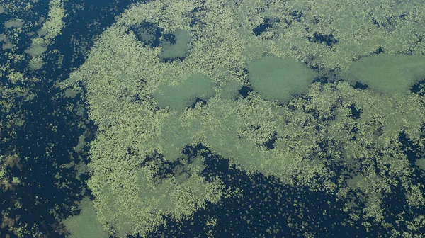 Common Duckweed, Duckweed or Lesser Duckweed cover the pond, good for ecology.
