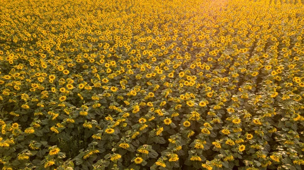 Campo Girasol Amanecer — Foto de Stock