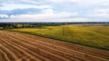 Tarlada çalışan hasat makinesi. Buğday tarlasını hasat eden ekin biçme makinesini birleştirin. Tarım. Hava görüntüsü. Yukarıdan.