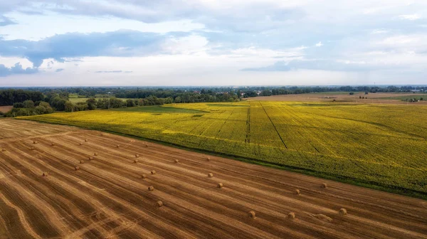Tarlada çalışan hasat makinesi. Buğday tarlasını hasat eden ekin biçme makinesini birleştirin. Tarım. Hava görüntüsü. Yukarıdan.