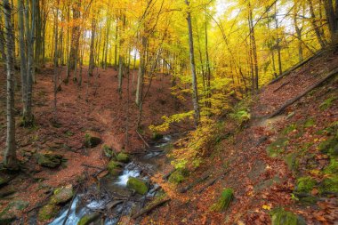 Sonbahar, Büyük Smoky Dağları Milli Parkı, Tennessee görünümünde Little Nehri