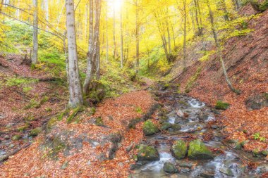 Sonbahar, Büyük Smoky Dağları Milli Parkı, Tennessee görünümünde Little Nehri