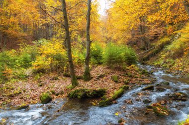 Sonbahar, Büyük Smoky Dağları Milli Parkı, Tennessee görünümünde Little Nehri