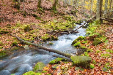 Sonbahar, Büyük Smoky Dağları Milli Parkı, Tennessee görünümünde Little Nehri