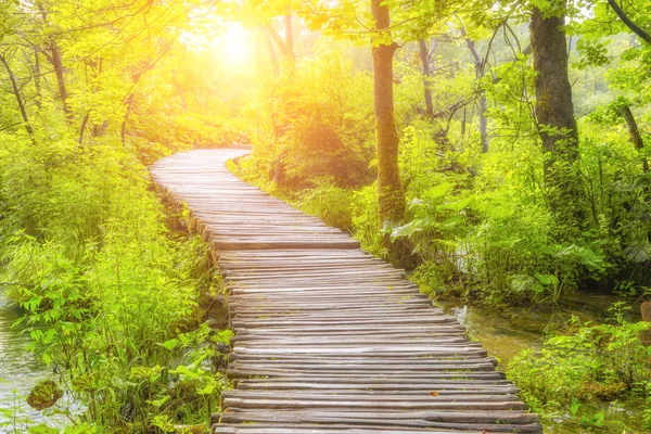 Boardwalk Forest Plitvice Stock Photo