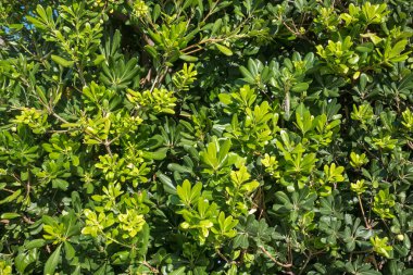 Yeşil ağaçlar duvarına.