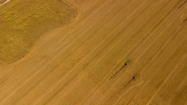 Hasat önce cornfields yüksek-açı çekim