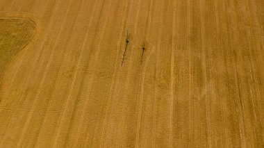 Hasat önce cornfields yüksek-açı çekim