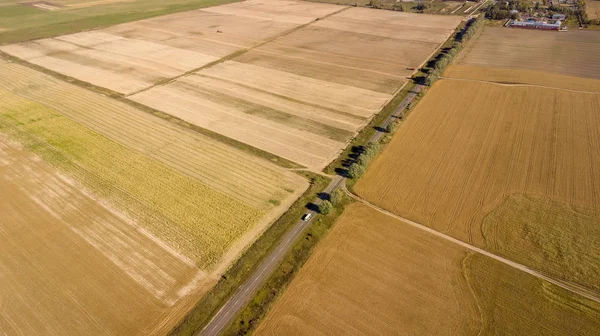 Hasat Önce Cornfields Yüksek Açı Çekim — Stok fotoğraf