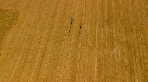 Hasat önce cornfields yüksek-açı çekim