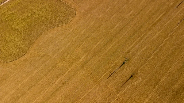 Tiro Alto Ángulo Los Campos Maíz Antes Cosecha Fotos de stock libres de derechos