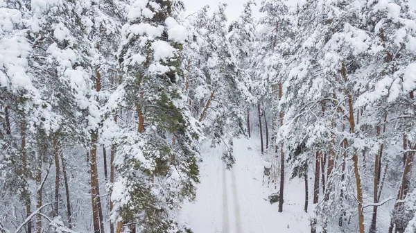 冬の森 上からの眺め 写真は 無人で撮影されました 雪の中でマツとモミの森 — ストック写真