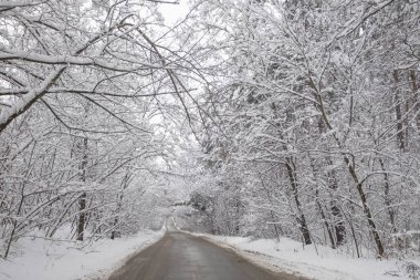 bir ormanda yol kış kar
