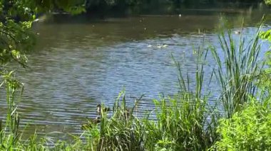 Ormandaki gölet ve gölet