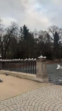 Parktaki nehrin güzel manzarası