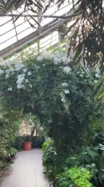 Bahçede yeşil yapraklar