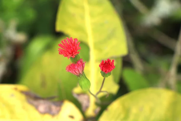 Flores Vermelhas Com Fundo Desfocado — Stockfoto