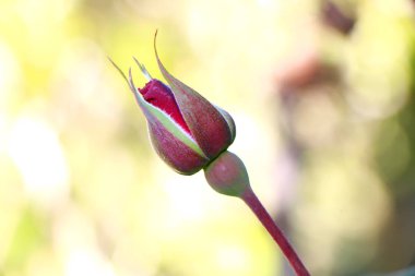Flor vermelha desabrochando com fundo desfocado
