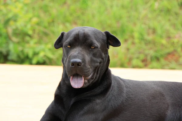 Cao preto deitado com gramado verde desfocado em background