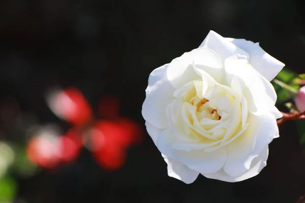 Flor branca em jardim com fundo desfocado