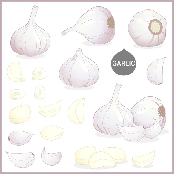 Set av torkad vitlök grönsaks krydda i olika snitt och stilar i vektor illustration format — Stock vektor