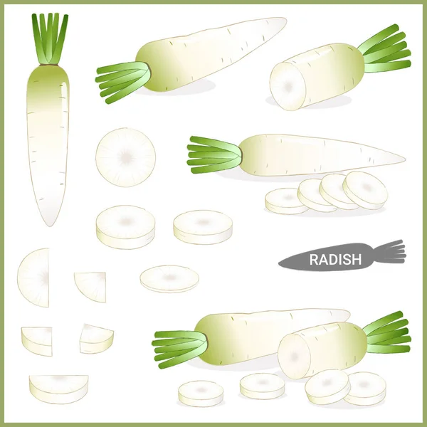 Conjunto de rábano blanco fresco o daikon con tapa verde en varios cortes y estilos, formato de ilustración vectorial — Vector de stock