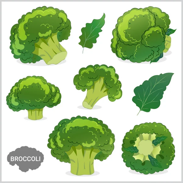 Conjunto Ilustración Vegetal Brócoli Varios Estilos Formato Vectorial — Vector de stock