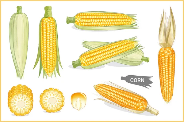 Набор Иллюстраций Жёлтой Сладкой Кукурузы Различных Стилях Векторный Формат — стоковый вектор