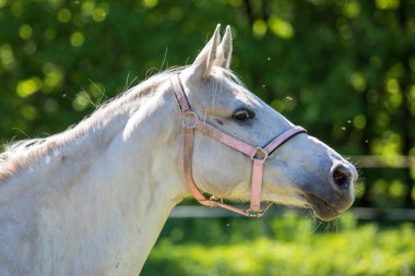 Beyaz hannoverli at at başlığı veya snaffle Başkanı tarafından sinekler ve sivrisinek sürüsü ağaçların yeşil arka plana sahip bir çim güneşli yaz günde saldırıya