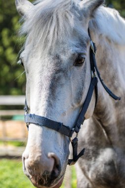 Beyaz hannoverli at at başlığı veya snaffle Başkanı bir ağaç bir gün güneşli yaz çim yeşil arka plana sahip