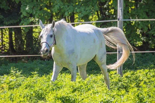 Engraçado Cavalo Hanôver Branco Acenando Sua Cauda Freio Snaffle Pasto — Fotografia de Stock