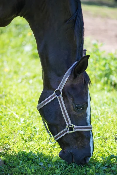 Cabeça Cavalo Hanôver Marrom Freio Snaffle Com Fundo Verde Árvores — Fotografia de Stock