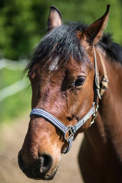 Cabeça Cavalo Hanôver Marrom Freio Snaffle Com Fundo Verde Árvores — Fotografia de Stock