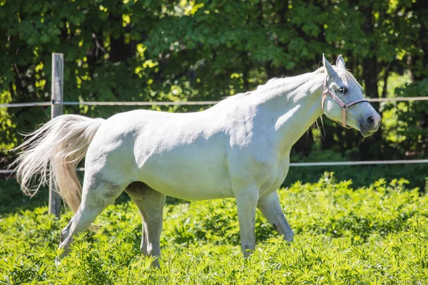Engraçado Cavalo Hanôver Branco Freio Snaffle Pasto Pastagem Com Fundo — Fotografia de Stock