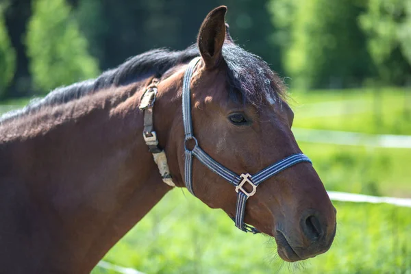 Cabeza Del Caballo Marrón Hannover Brida Snaffle Con Fondo Verde — Foto de Stock