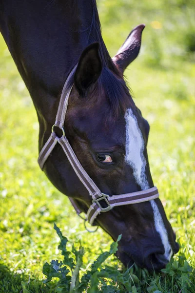 Cabeça Espionagem Marrom Hanoverian Cavalo Freio Snaffle Com Fundo Verde — Fotografia de Stock