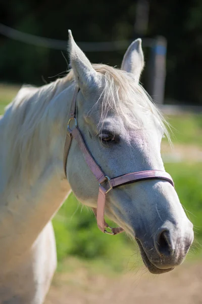 Cabeça Cavalo Hanôver Branco Freio Snaffle Com Fundo Verde Árvores — Fotografia de Stock