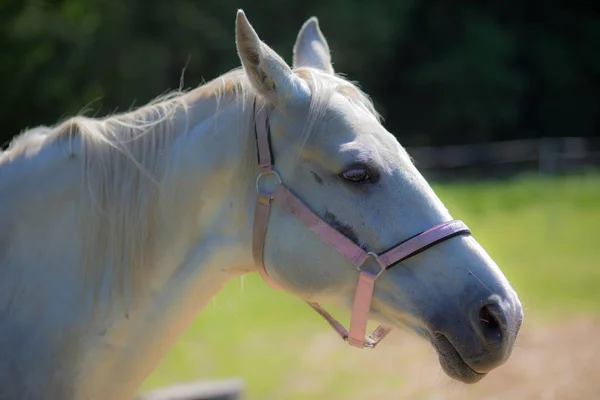 Kepala Kuda Hanover Putih Tali Kekang Atau Mengaduk Aduk Dengan — Stok Foto