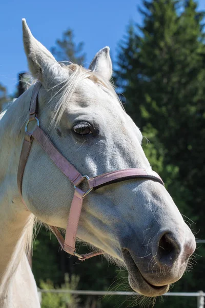 Cabeça Sorrir Cacarejar Branco Hanoverian Cavalo Freio Snaffle Com Fundo — Fotografia de Stock