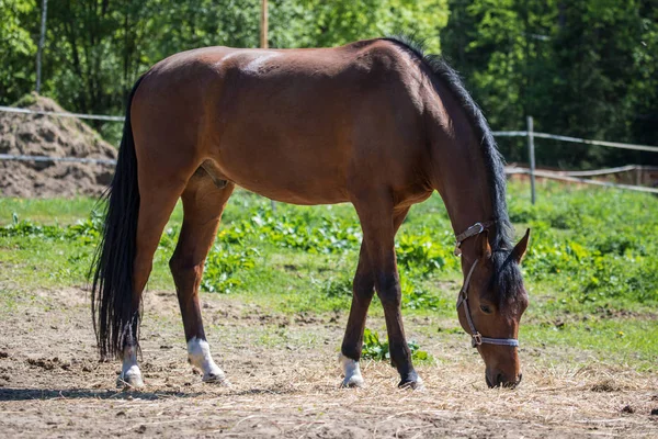 Cavalo Hanôver Marrom Freio Snaffle Pasto Pastagem Com Fundo Verde — Fotografia de Stock