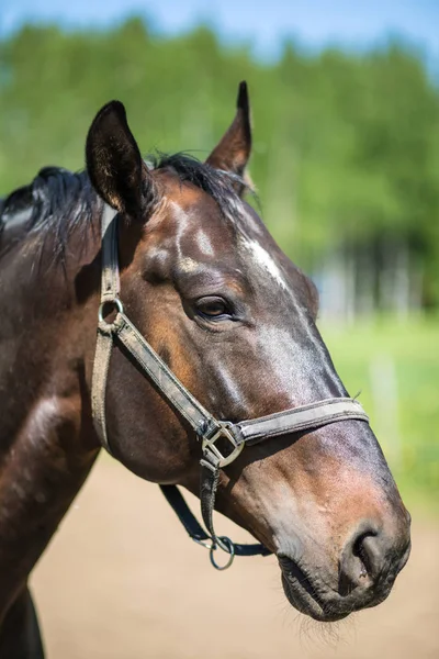 Cabeça Cavalo Hanôver Marrom Freio Snaffle Com Fundo Verde Árvores — Fotografia de Stock