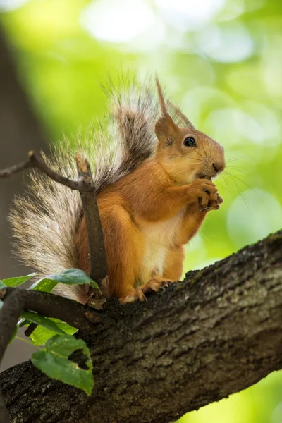 Esquilo Sentado Ramo Uma Árvore Parque Dia Ensolarado Quente Verão — Fotografia de Stock