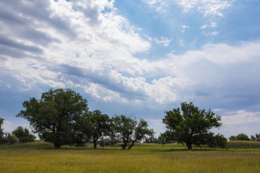 Volgograd Rusya bozkır veya meşe, çim ve bulutlar ile Temmuz ayında kır. Güney Rusya'nın sıcak ry yaz aylarında tipik yaz manzara