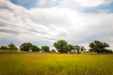 Volgograd Rusya bozkır veya meşe, çim ve bulutlar ile Temmuz ayında kır. Güney Rusya'nın sıcak ry yaz aylarında tipik yaz manzara