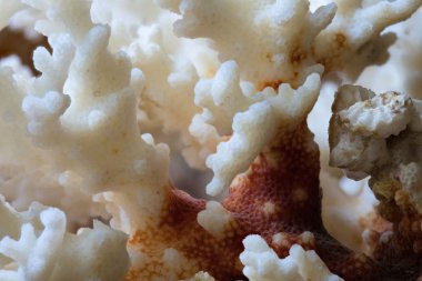 Beyaz, kırmızı ve kahverengi mercan arka plan veya doku. Makro çekim yığın teknoloji aracılığıyla yapılır