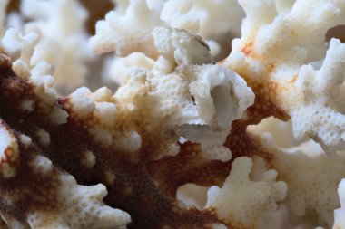 Beyaz, kırmızı ve kahverengi mercan arka plan veya doku. Makro çekim yığın teknoloji aracılığıyla yapılır