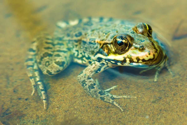 Yeşil, sarı ve kahverengi kurbağa ya da Lirası algler arasında oturan kurbağa makro veya portre portresi