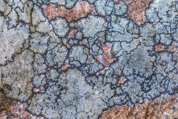 Texture Sfondo Della Vecchia Superficie Pietra Ricoperta Licheni Muschi Immagine — Foto Stock