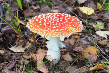Yalnız agaric mashroom çim ve ormandaki yaşlı yapraklar arasında. Doğal yaz veya sonbahar yatay