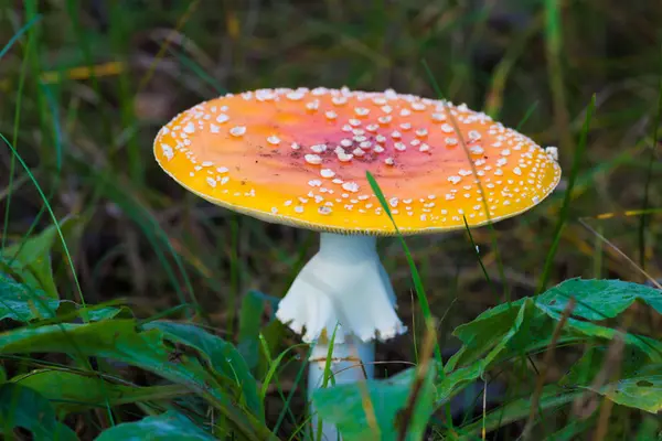 Μόνη Αγαρικό Mashroom Μεταξύ Των Χορτάρι Και Παλιά Φύλλα Στο — Φωτογραφία Αρχείου